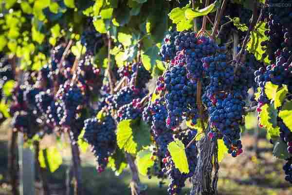 手游人必看:2014各大渠道联运流程