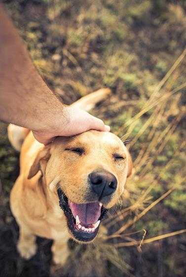 懂事的狗狗有哪些(这几种狗狗,特别懂主人)