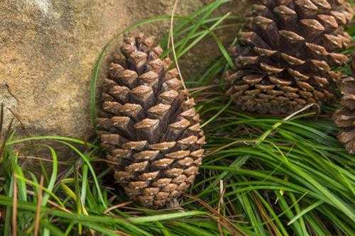 松果有什么作用和功效(捡来当柴烧,殊不知价值很高)