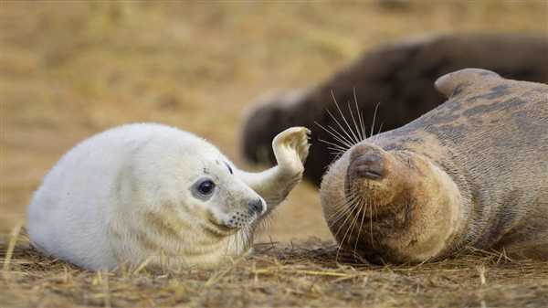 微软公布2014必应的十大美图壁纸桌面 附下载地址